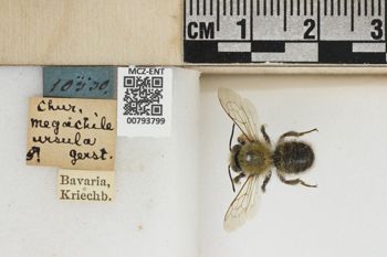 Media type: image;   Entomology 793799 Aspect: Labels